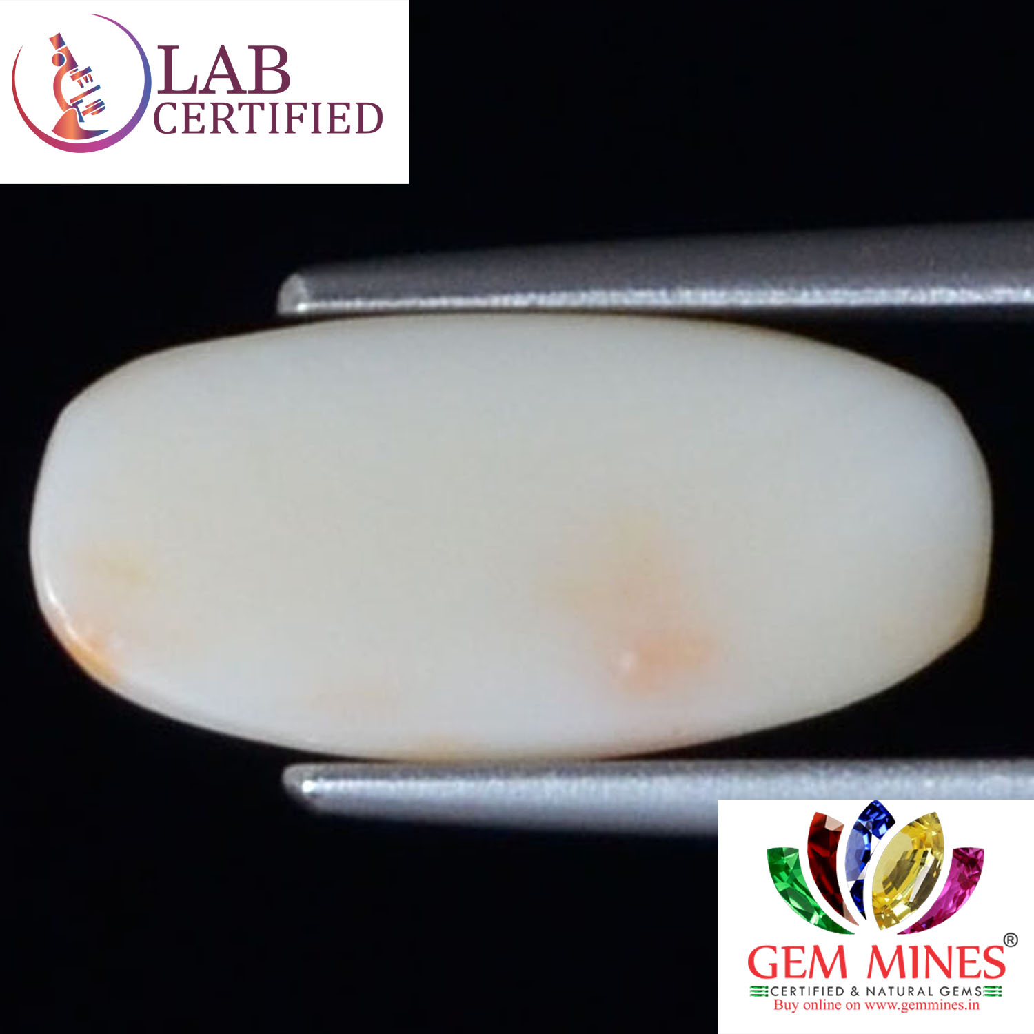 White Coral 4 Ct.