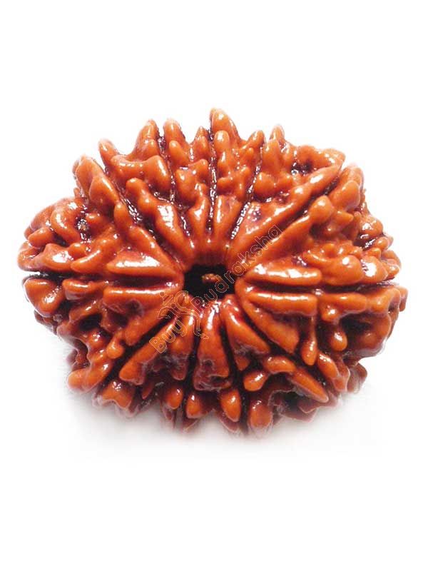 11 MUKHI RUDRAKSHA Collector