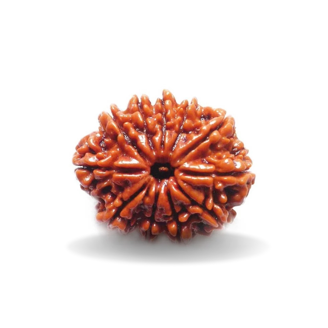 11 MUKHI RUDRAKSHA Collector