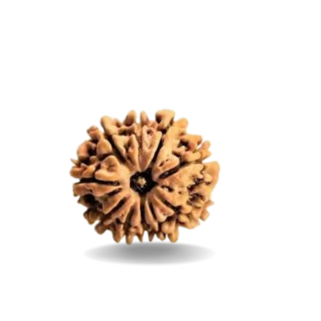 11 MUKHI RUDRAKSHA Premium