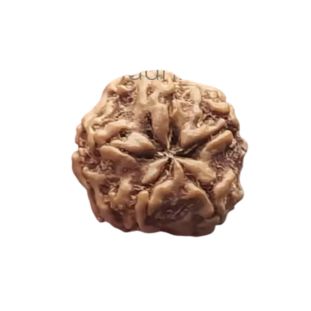 1 Mukhi Gol Nepali (Under Develop) Regular