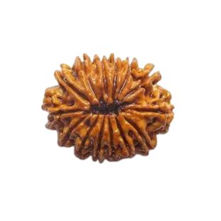 14 MUKHI RUDRAKSHA Unique