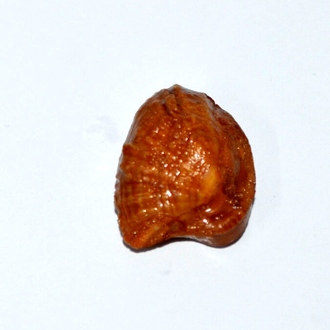 MACHH MANI 19.93 Ct.