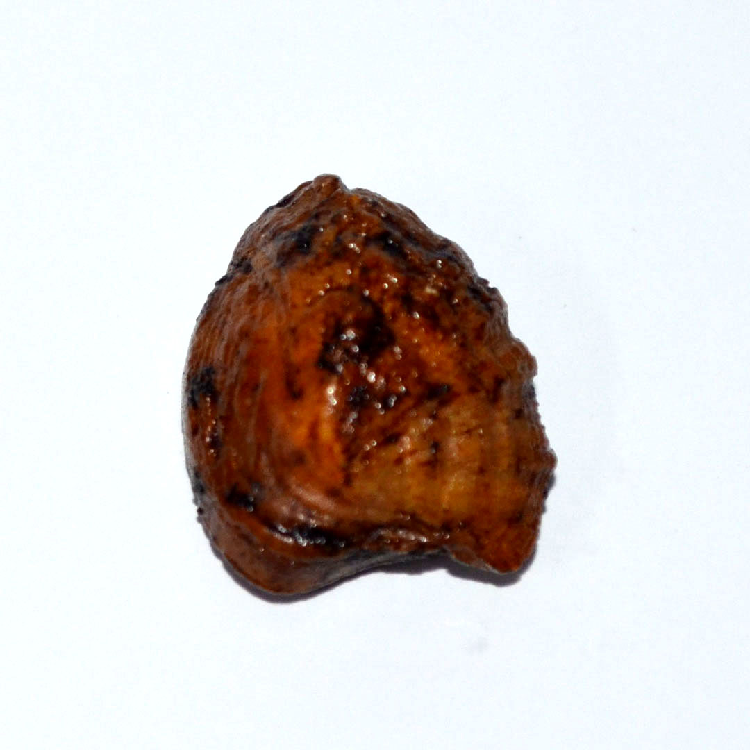 MACHH MANI 21.3 Ct. MACHH MANI 21.3 Ct.