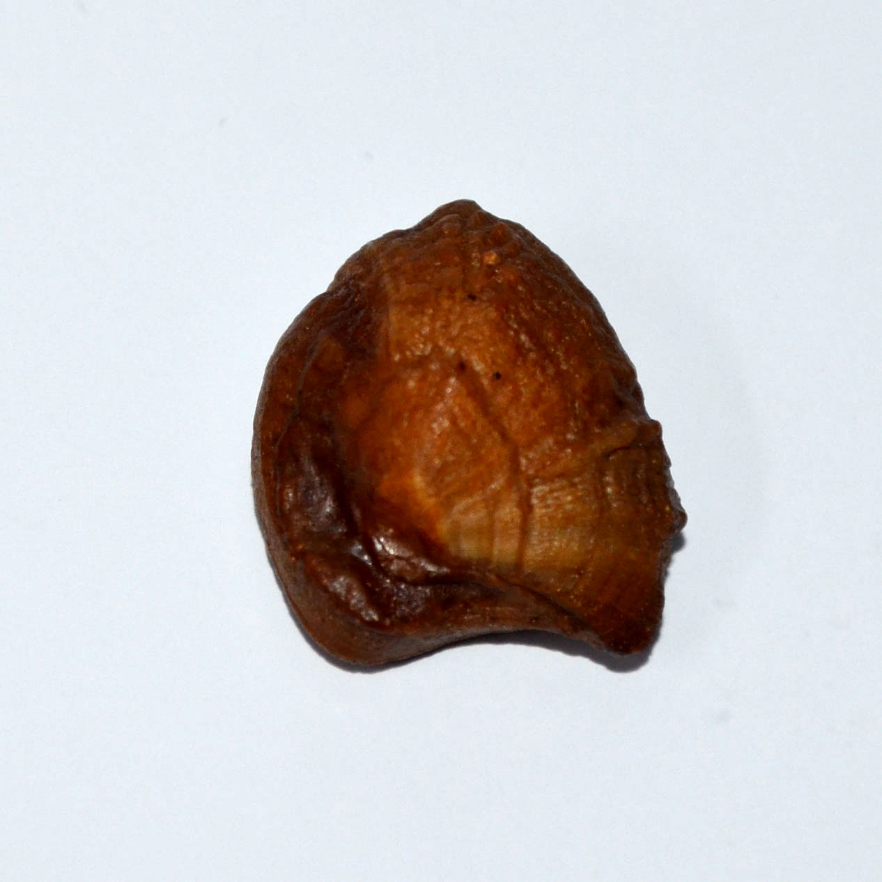 MACHH MANI 24.48 Ct. MACHH MANI 24.48 Ct.