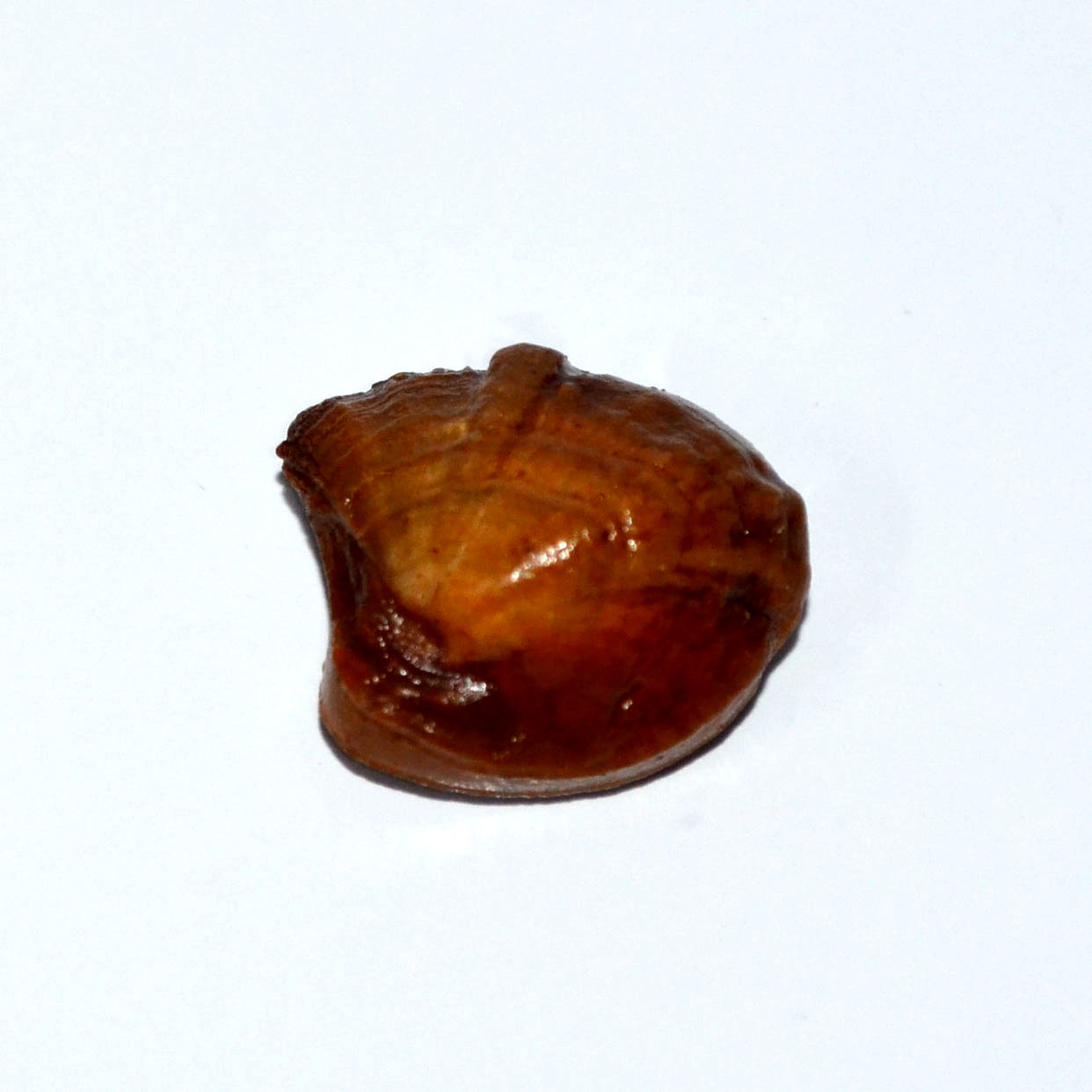 MACHH MANI 20.2 Ct.
