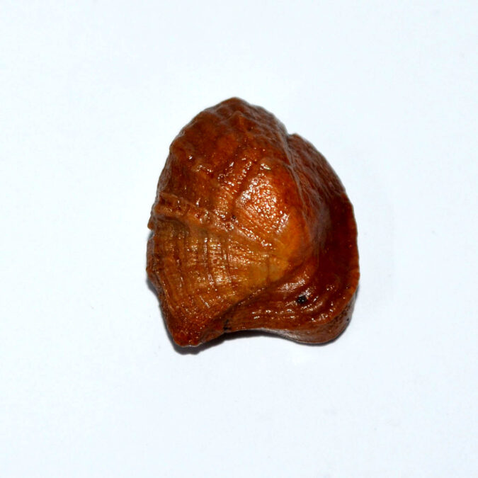 MACHH MANI 21.15 Ct. MACHH MANI 21.15 Ct.