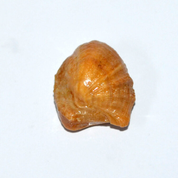 MACHH MANI 20.57 Ct.